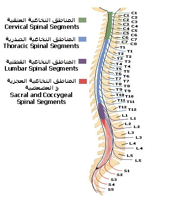    Spinal_cord_segments