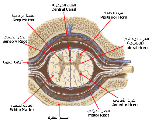 spinal_cord_section